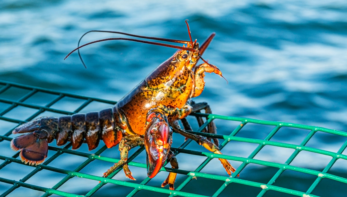 From The Lobstermen's Traps To Your Doorstep: Where Is Your