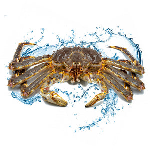 alaskan king crab with watersplash background