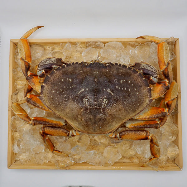 fresh dungeness crab on ice