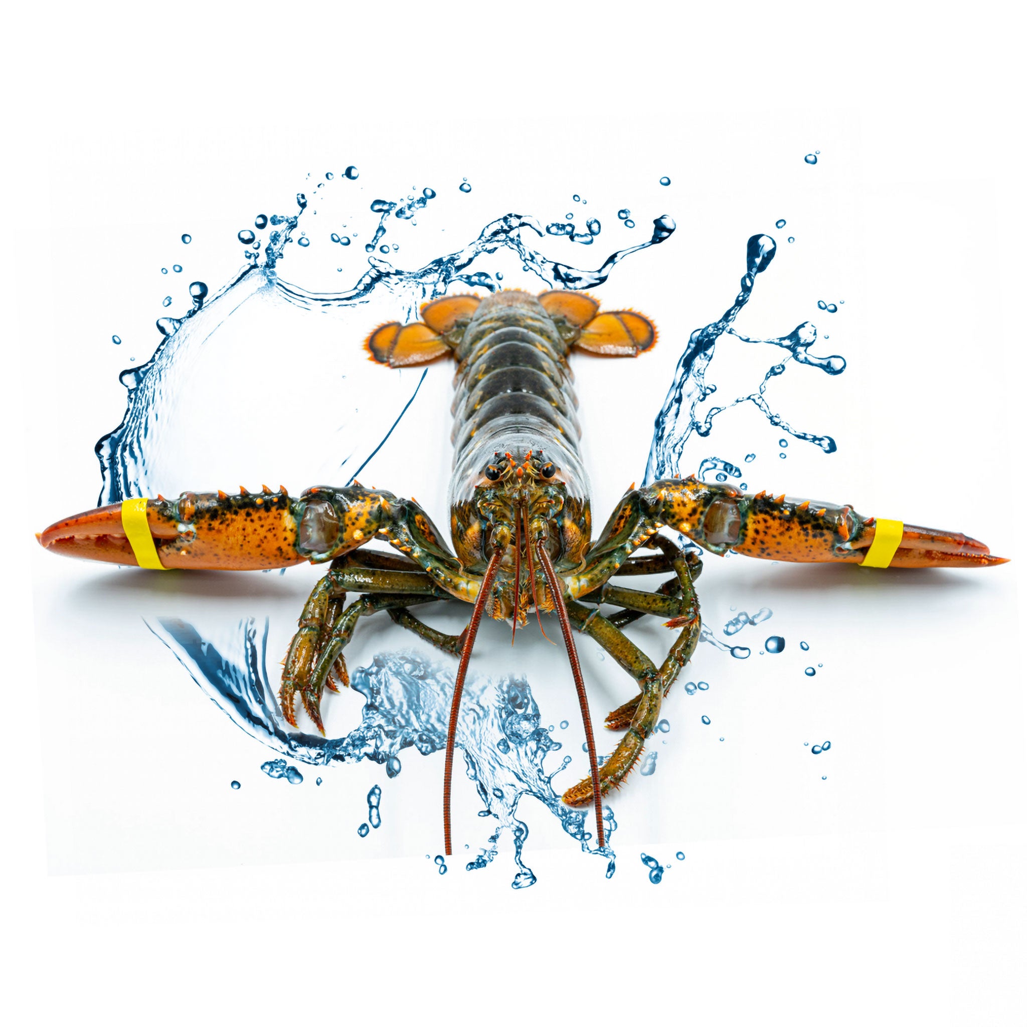 single live boston lobster with water splash