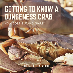 Getting To Know A Dungeness Crab – How Does It Stand Apart?