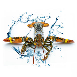 single boston lobster with watersplash background