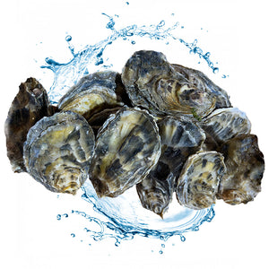 Live Fine De Claire Oysters - Gaey
