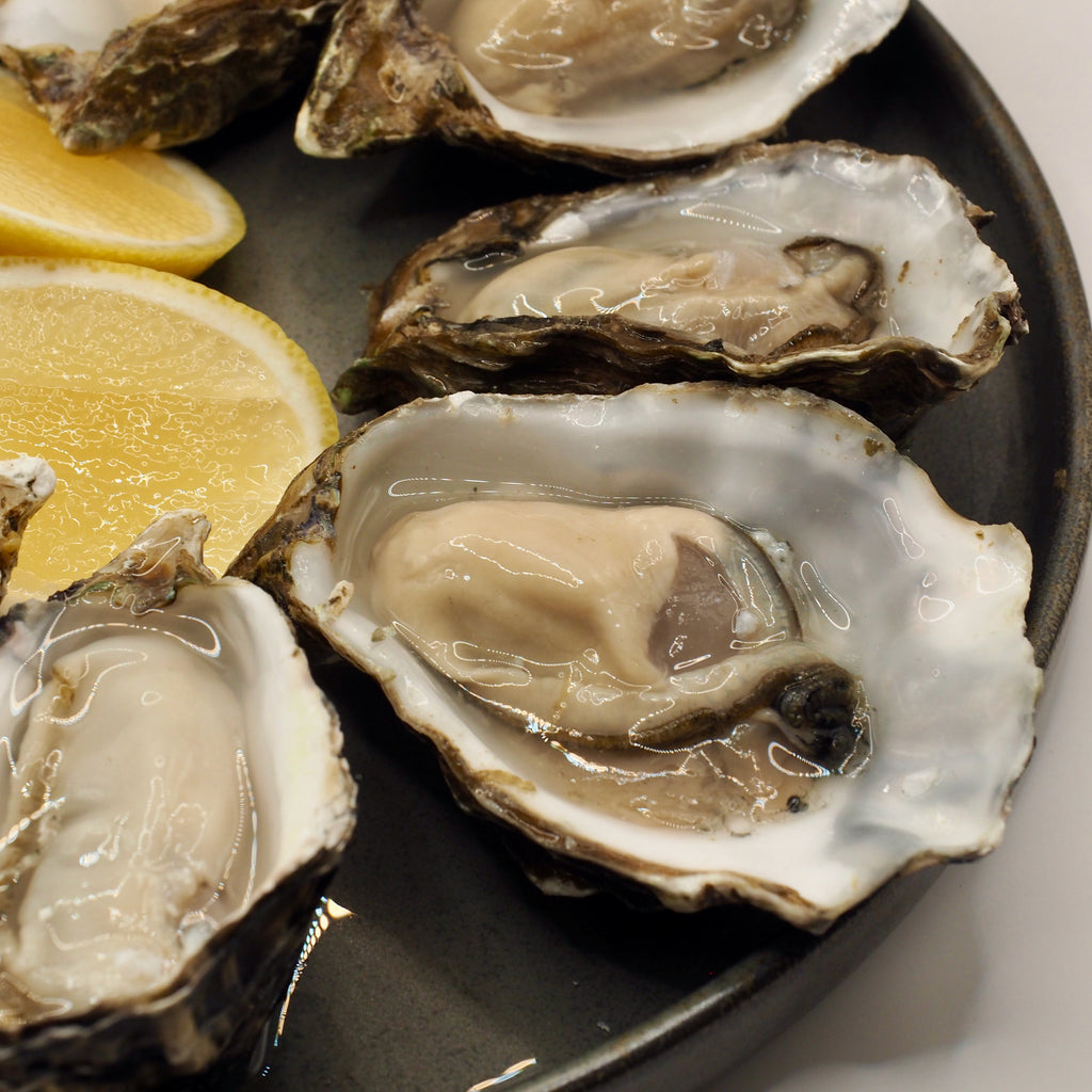 Live oysters discount