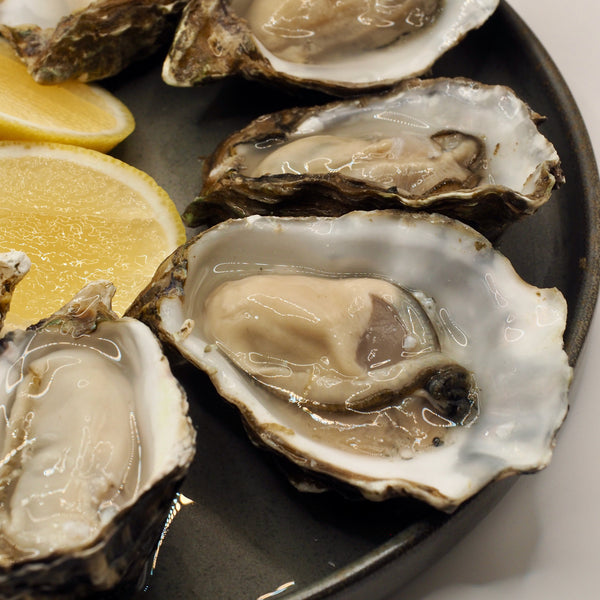 Live Scottish Pacific Oysters