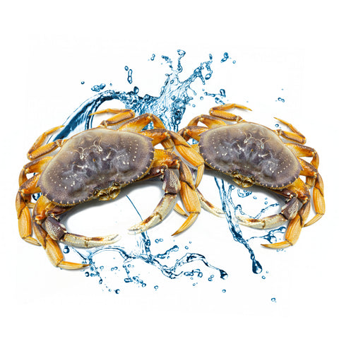 two dungeness crab with water splash