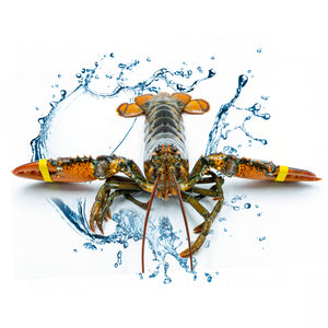 single live boston lobster with water splash