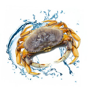 dungeness crab with water splash