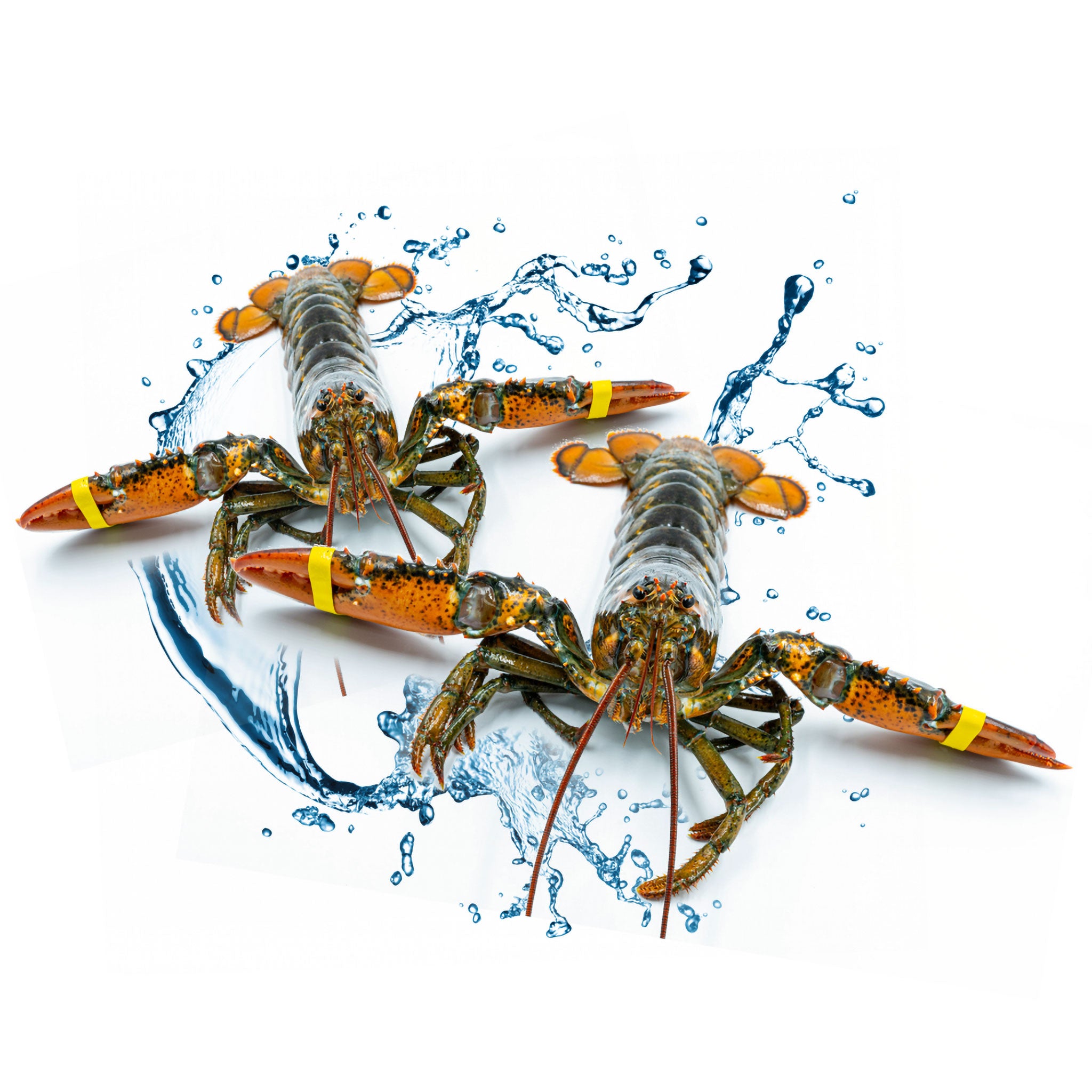 two live boston lobster with water splash