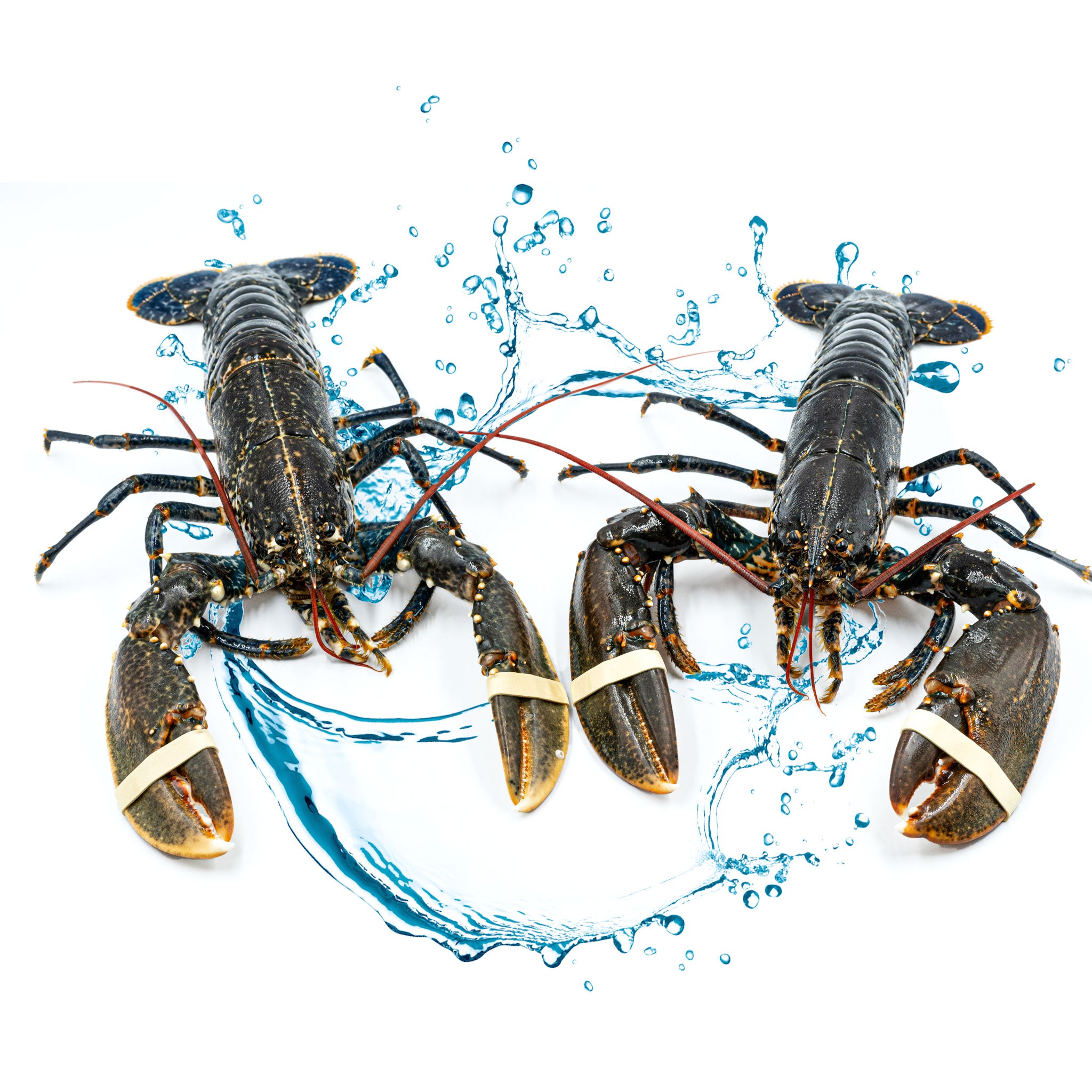 two european blue lobster with water splash