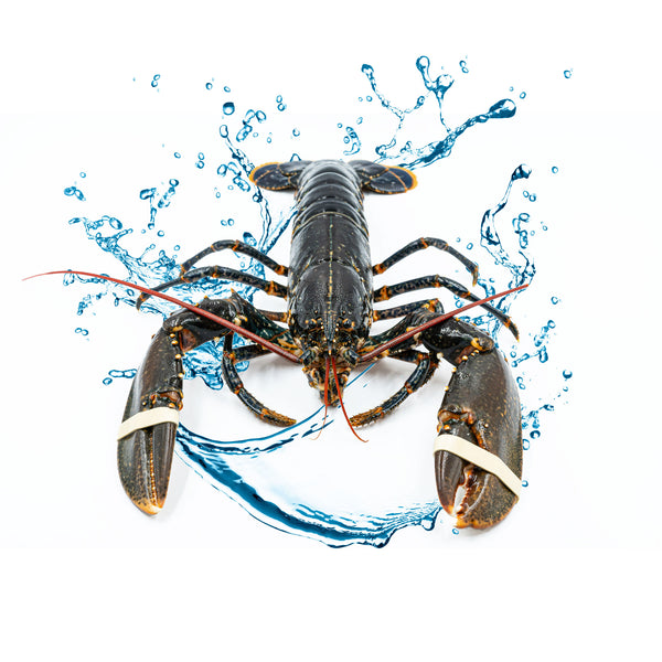 european blue lobster with water splash