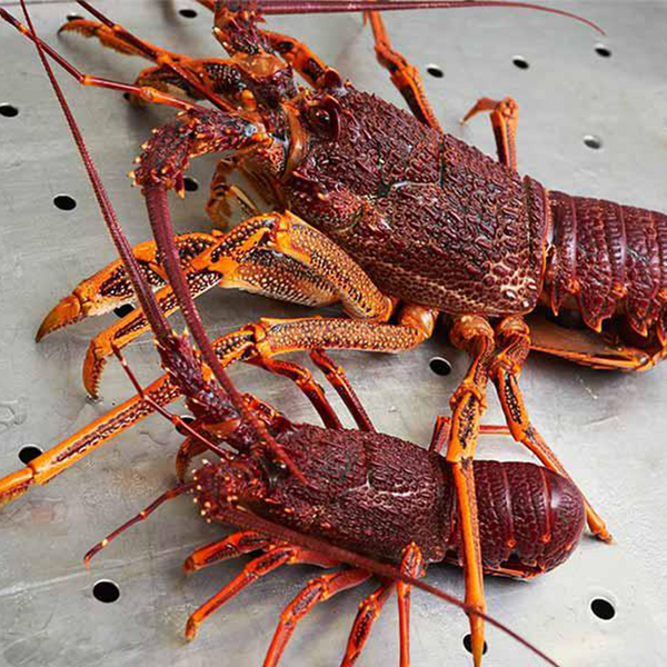 two live australian southern rock lobster 