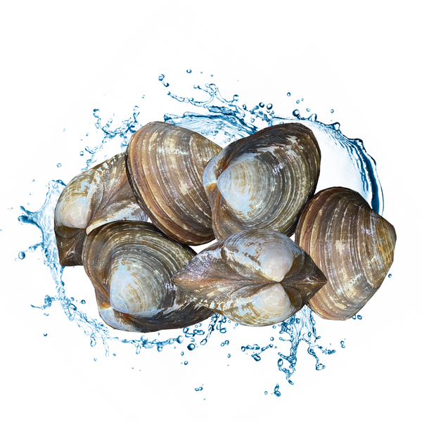 live arctic hokkigai surf clam with water splash