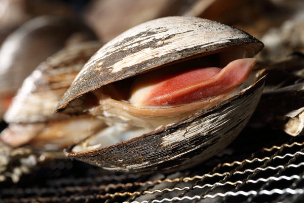 live arctic hokkigai surf clam shell opened showing the meat inside