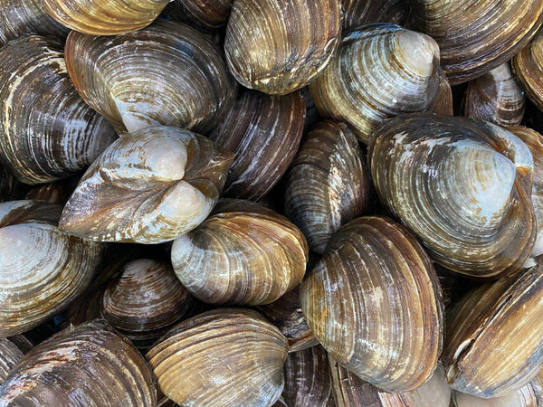 bundle of live arctic hokkigai surf clams