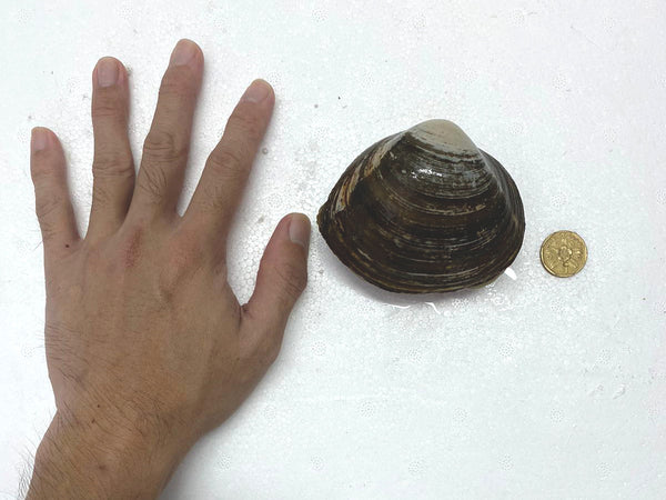 comparison of a human hand to a live arctic hokkigai surf clam