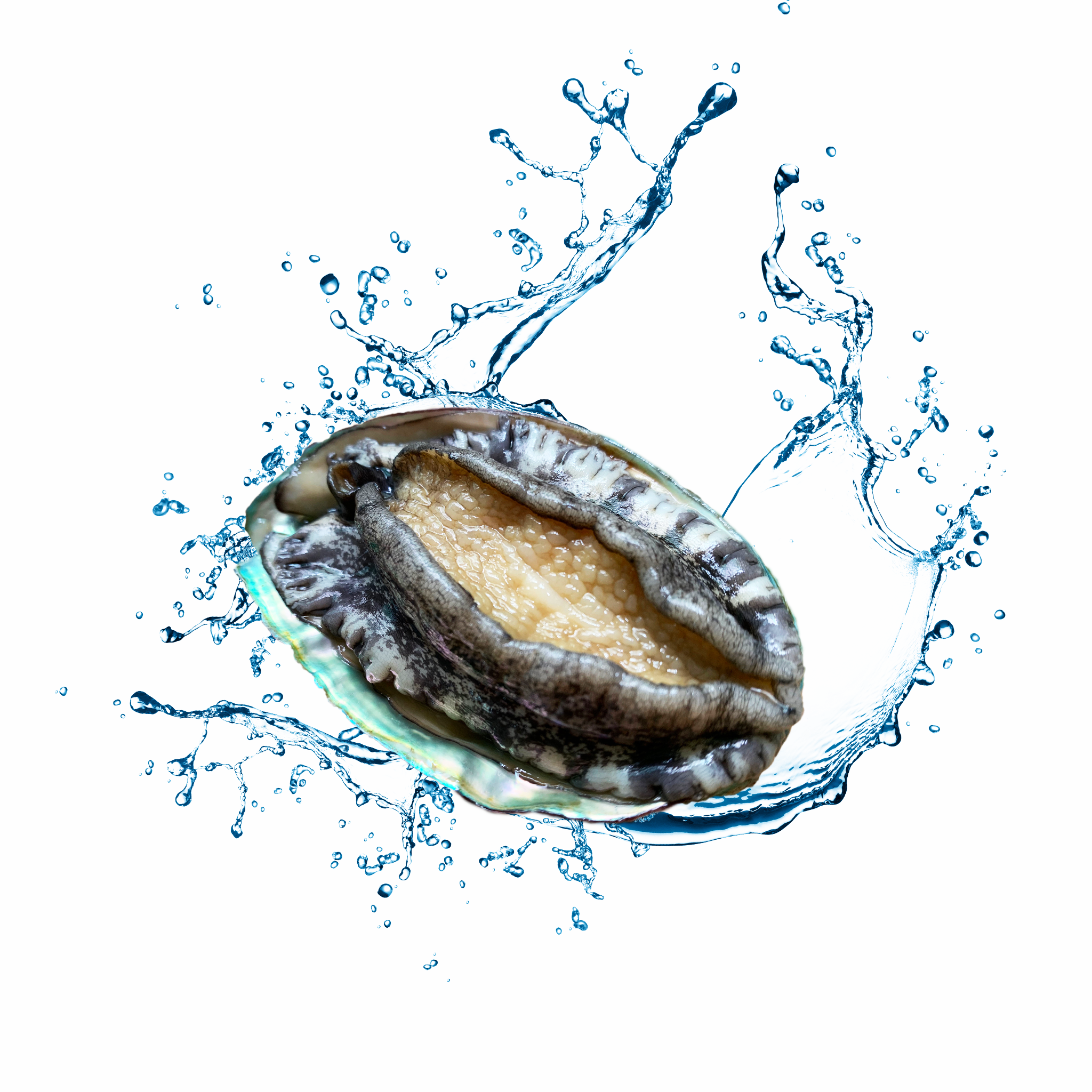 live korean abalone on its shell with water splash