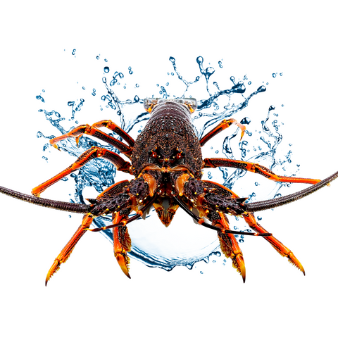 australian southern rock lobster with water splash