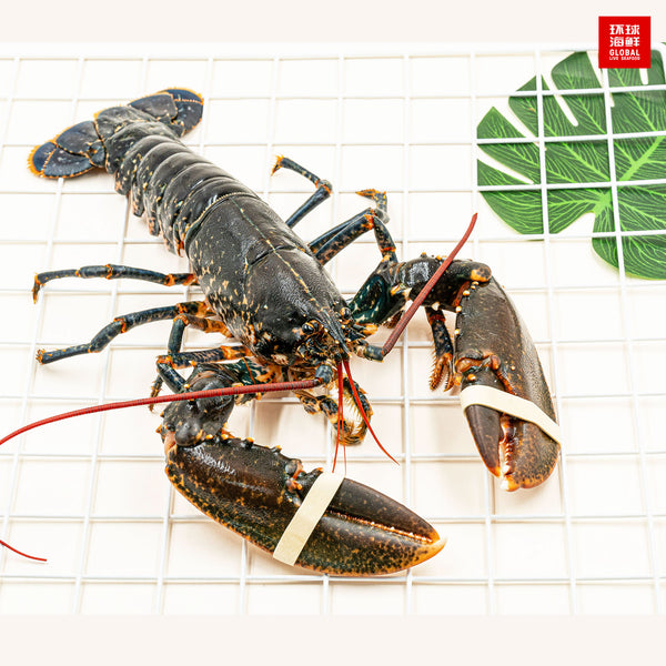 european blue lobster on frame
