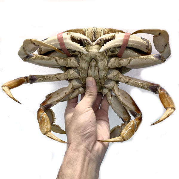 dungeness crab on hand