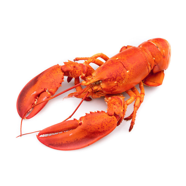 cooked boston lobster in red shell